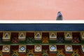 Asian lineage pigeon on tibet architecture