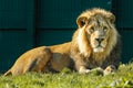 Asian lion. Dublin zoo. Ireland