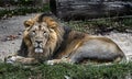 Asian lion male 3