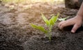 Asian little child girl planting the young tree in the garden. Saving world environment concept Royalty Free Stock Photo