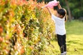 Asian little child girl pouring water on the trees. kid helps to care for the plants with a watering can in the garden Royalty Free Stock Photo