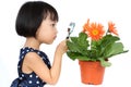 Asian Little Chinese Girl Looking at Flower through a Magnifying Royalty Free Stock Photo