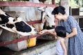 Asian Little Chinese Girl and mother feeding a cow with Carrot Royalty Free Stock Photo