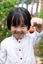 Asian Little Chinese Girl picking fresh strawberry Royalty Free Stock Photo