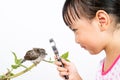 Asian Little Chinese Girl Watching a Small Cuckoo