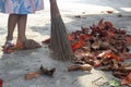 Asian little girl used a coconut broom stick sweeping leaves on the floor. Royalty Free Stock Photo