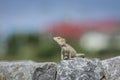 Asian lizard climbing on rocky ground, looking for something Royalty Free Stock Photo