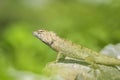 Asian lizard climbing on rocky ground, looking for something Royalty Free Stock Photo