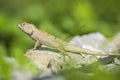 Asian lizard climbing on rocky ground, looking for something Royalty Free Stock Photo