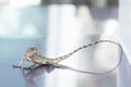 Asian lizard climbing on rocky ground, looking for something Royalty Free Stock Photo
