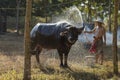 Asian local farmer bathing the buffalo