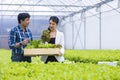 Asian local farmers growing their own green oak salad lettuce in the greenhouse and selling with his young business partner for