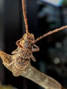 Asian Longhorn beetle closeup face on branch, Asian longhorn beetle closeup, closeup face insect