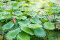 Asian Lotus ponds landscape in the lake in peaceful and quiet countryside.