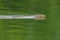 Asian Malayan water monitor lizard swimming in green pond in Ban