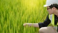 Asian male agronomist observing on rice field