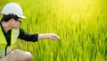 Asian male agronomist observing on rice field