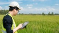 Asian male agronomist observing on rice field