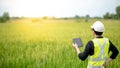 Asian male agronomist observing on rice field