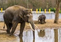 Asian male elephant putting its trunk in the water, Elephant drinking water, Endangered animal from Asia Royalty Free Stock Photo