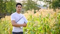 An Asian male farmer inspecting the quality of corn and checking for pests before harvest Royalty Free Stock Photo