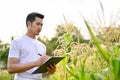 An Asian male farmer inspecting the quality of corn and checking for pests in his cornfield Royalty Free Stock Photo