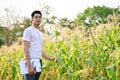 An Asian male farmer inspecting the quality of corn and checking for pests in his cornfield Royalty Free Stock Photo