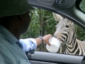 Asian male feeding zebra at Natural Bridge safari, VA.