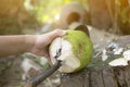 Asian male holding the heavy chop knife to peeling and shelling a green fresh coconut with bokeh tree background