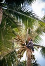 Asian man climbing coconut tree in Southeast asian country Royalty Free Stock Photo