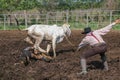 Asian Man Cowboy is catching calf To be branded in a ranch