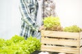 Asian man farmer holding wicker basket with fresh organic green lettuce vegetables in greenhouse hydroponic nursery farm,Small Royalty Free Stock Photo