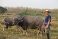 Concept, livestock, Thai farmers raise and take care buffalos Royalty Free Stock Photo