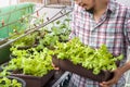 Asian man gardener holding organic salad plant in plastic plant pot, Vegetable gardening at home, Selective focus, Copy space, Royalty Free Stock Photo