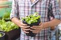 Asian man gardener holding organic salad plant in plastic plant pot, Vegetable gardening at home, Selective focus, Copy space, Royalty Free Stock Photo