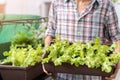 Asian man gardener holding organic salad plant in plastic plant pot, Vegetable gardening at home, Selective focus, Copy space, Royalty Free Stock Photo