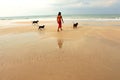 Asian man with three black dogs enjoy walking on the beach