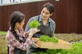 Asian man and woman agriculture picking vegetables working in organic greenhouse farm. Hydroponics farming