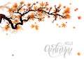 Asian maple branch silhouette