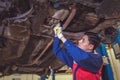 Asian mechanics in uniform are working in auto service with lifted vehicle. Car repair and maintenance in the auto repair center Royalty Free Stock Photo