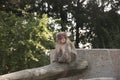 Asian Monkey