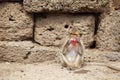 Asian monkey drink red water Royalty Free Stock Photo