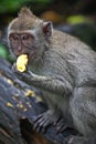 Asian monkey eating