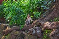 Asian Monkey Of India Mahabaleshwar