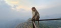 Asian monkey of India sitting on the edge of a cliff with a curious expression Royalty Free Stock Photo