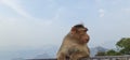 Asian monkey of India sitting on the edge of a cliff with a curious expression Royalty Free Stock Photo