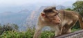 Asian monkey of India sitting on the edge of a cliff with a curious expression Royalty Free Stock Photo