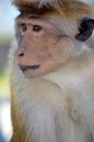 Asian monkey look in natural Royalty Free Stock Photo