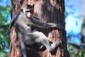 Closeup photo on Asian Monkey sitting at the tree trunk, blue sky behind