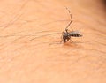 Asian mosquito Royalty Free Stock Photo